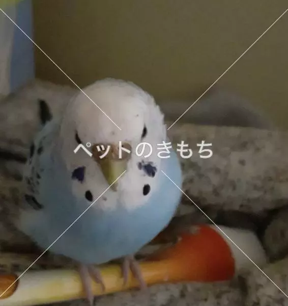 迷子鳥の画像