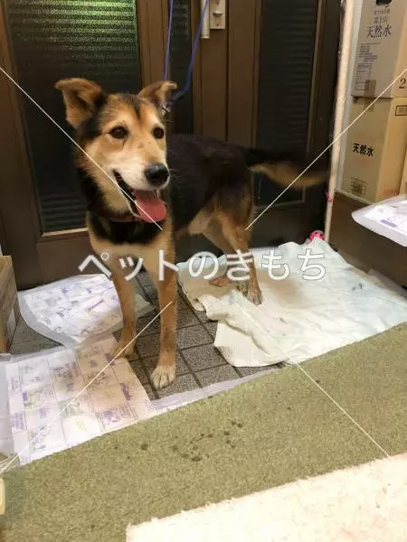 保護犬の画像