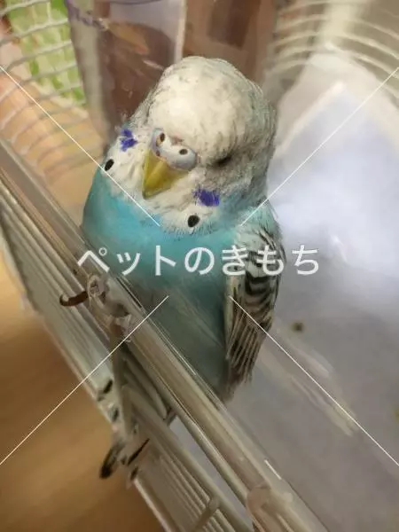 保護鳥の画像