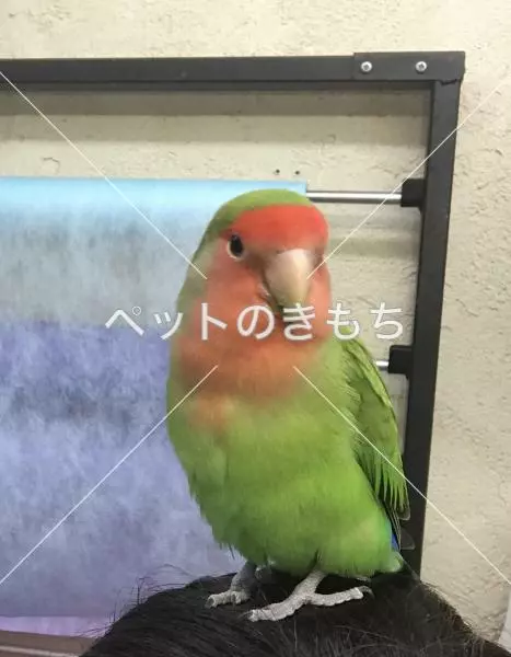 迷子鳥の画像