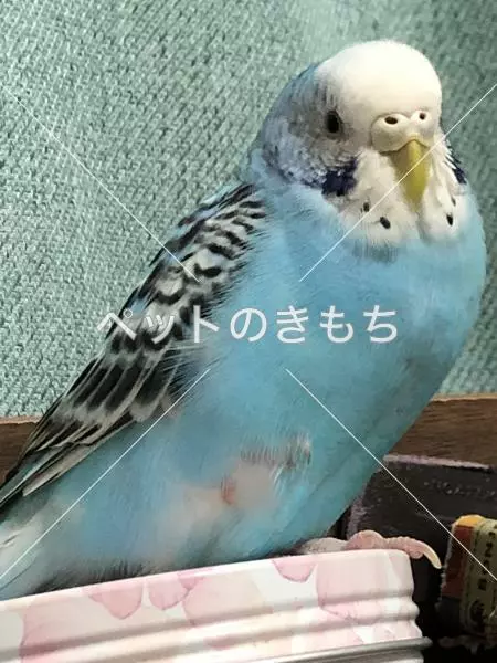 迷子鳥の画像