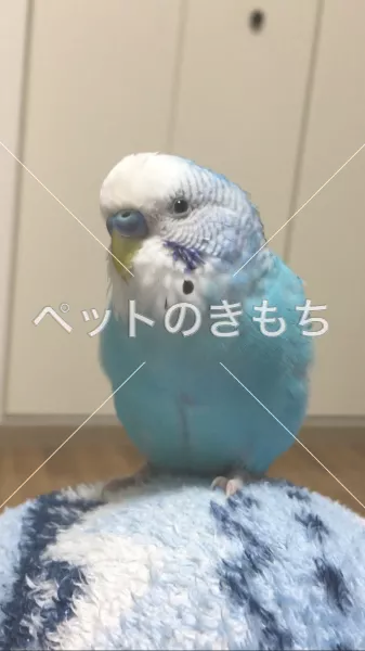 迷子鳥の画像