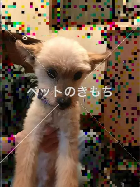 迷子犬の画像