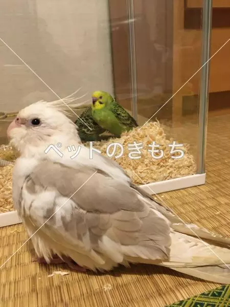 迷子鳥の画像