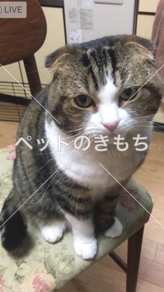 迷子猫の画像