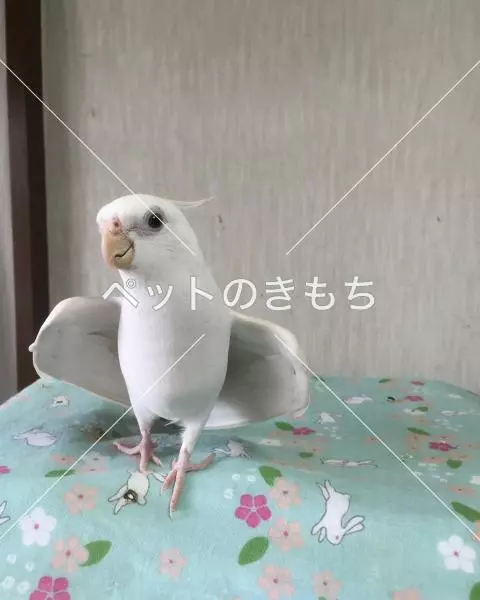 迷子鳥の画像