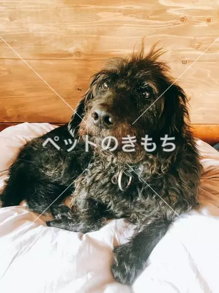 迷子犬の画像