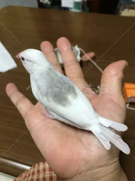 迷子鳥の画像