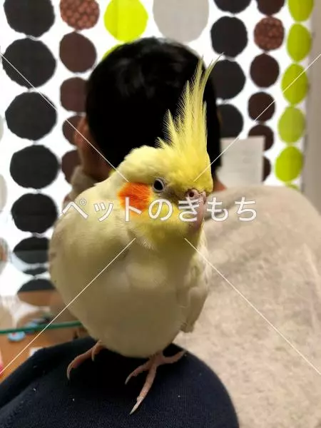 迷子鳥の画像