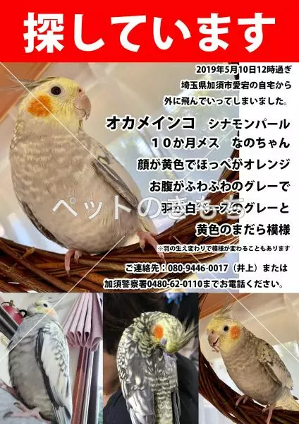 迷子鳥の画像