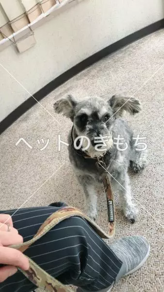 保護犬の画像