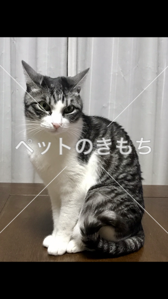 迷い猫の写真