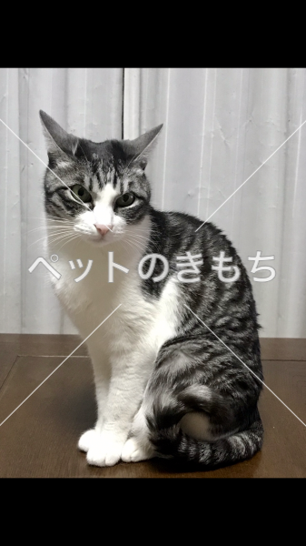 迷子猫の画像