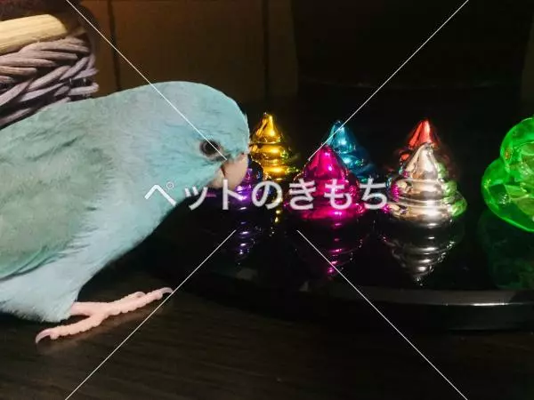 迷子鳥の画像