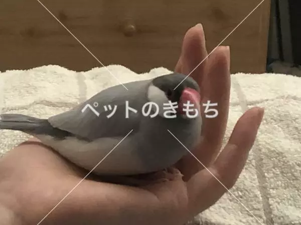 迷子鳥の画像