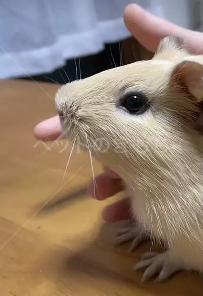 迷子ペットの画像