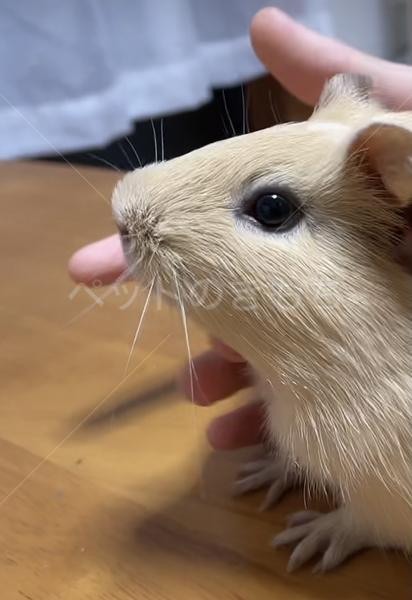 迷子動物の写真