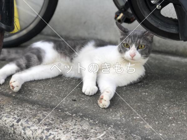 迷い猫の写真