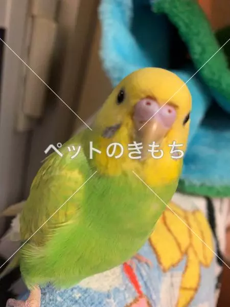 迷子鳥の画像