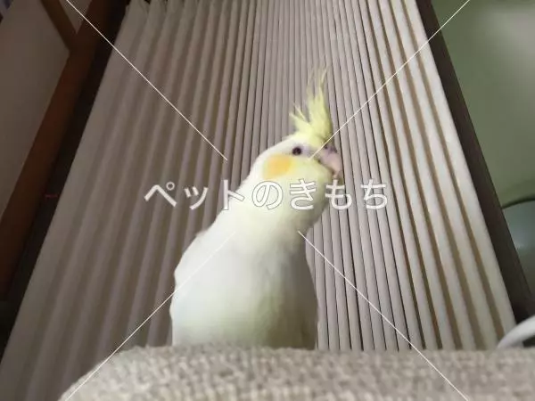 迷子鳥の画像