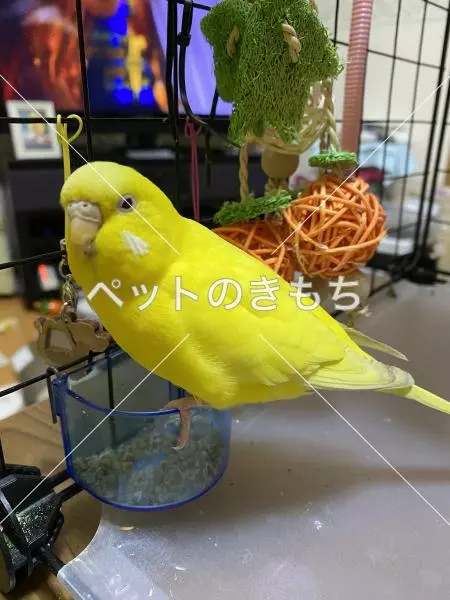 迷子鳥の画像