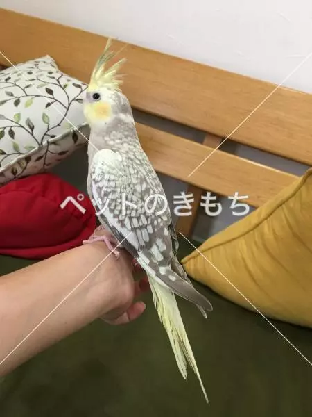 迷子鳥の画像