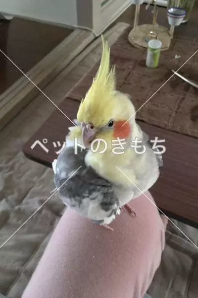 迷子鳥の画像