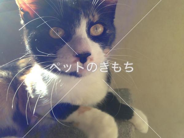 迷い猫の写真