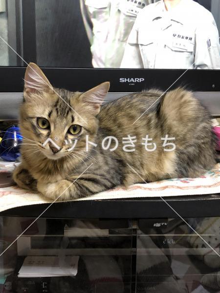 大阪府で猫が迷子になりました。猫種：キジトラ長毛 雑種 投稿No:8680 1