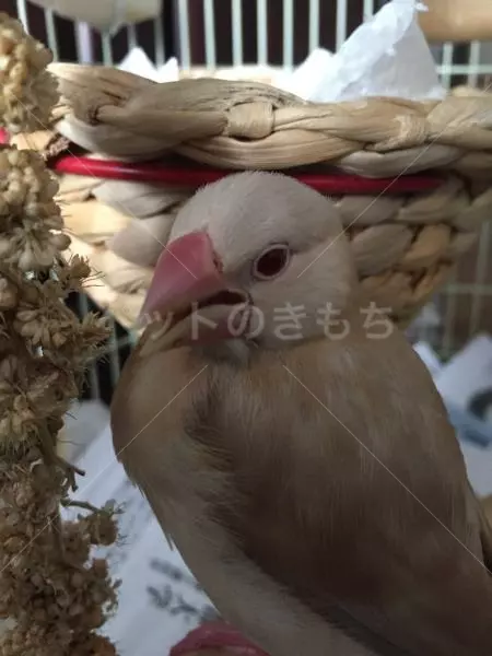 迷子鳥の画像