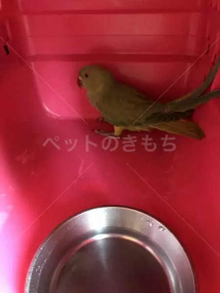 保護鳥の画像