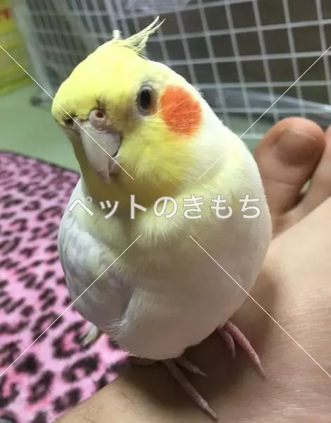 迷子鳥の画像