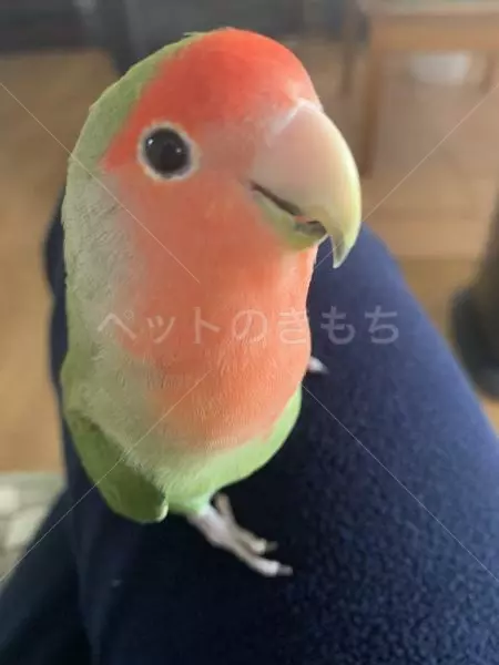 迷子鳥の画像