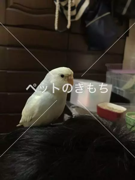 迷子鳥の画像