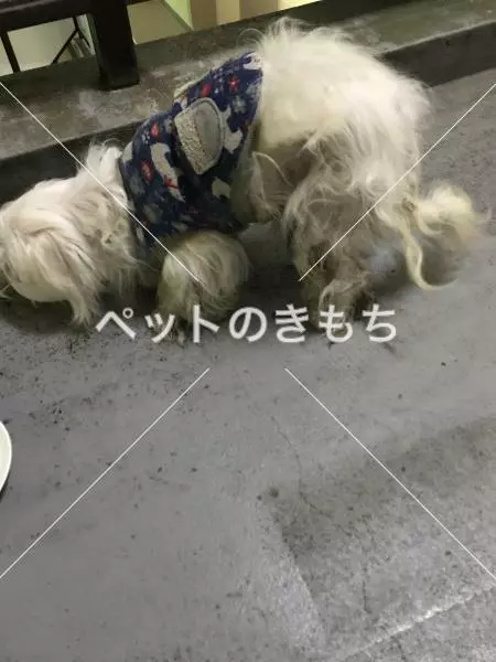 保護犬の画像