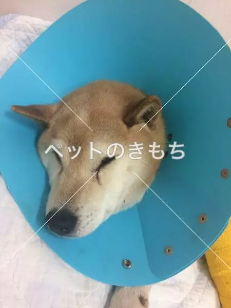 保護犬の画像