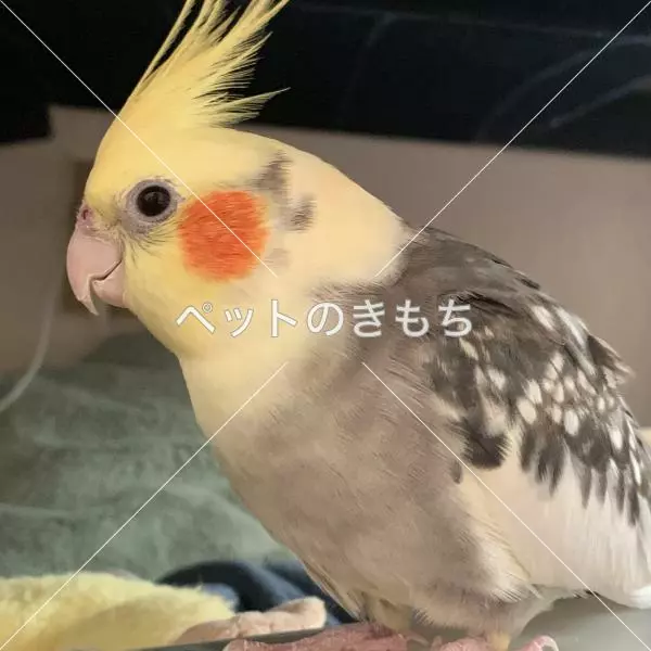 迷子鳥の画像