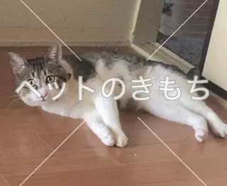 迷子猫の画像