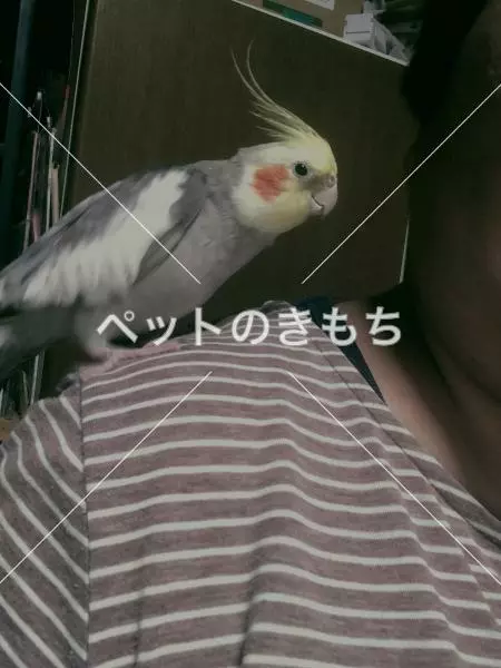 迷子鳥の画像