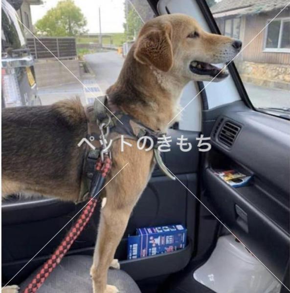 迷い犬の写真
