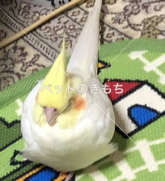 迷子鳥の画像