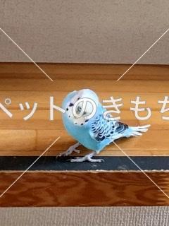 迷子鳥の画像