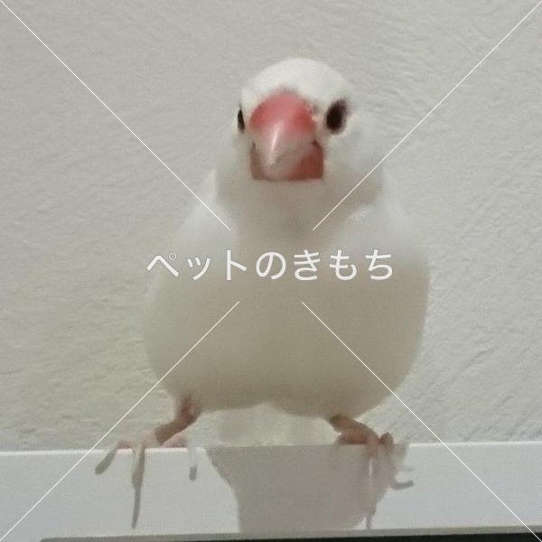 迷子鳥の画像