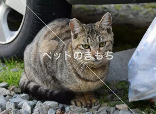 保護猫の画像