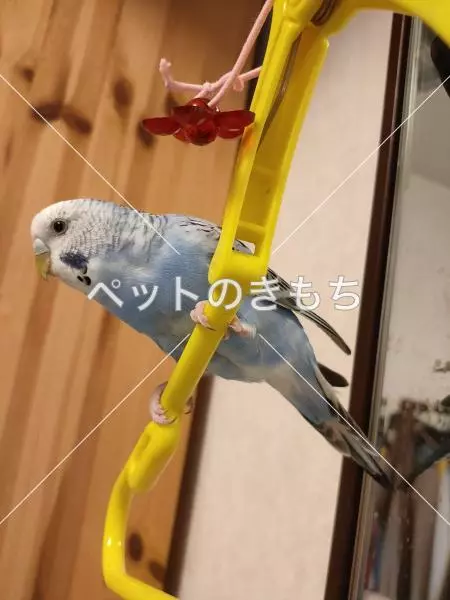 迷子鳥の画像