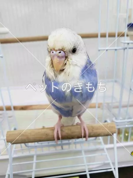 迷子鳥の画像