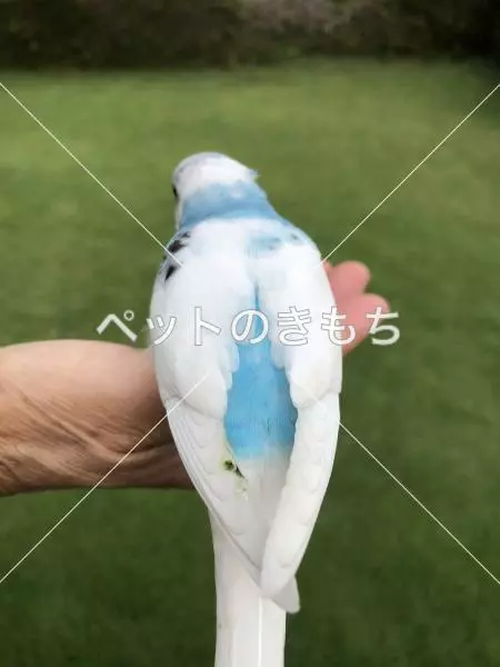 コメント投稿の画像