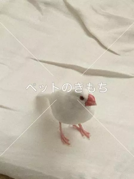 迷子鳥の画像