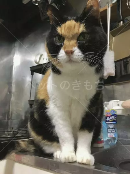 迷子猫の画像
