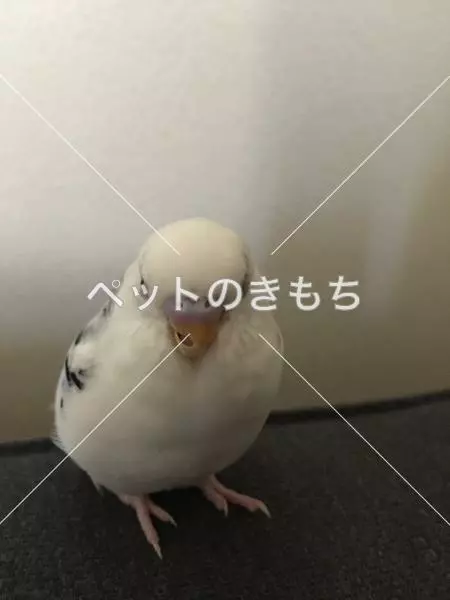 迷子鳥の画像